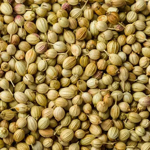 Coriander
